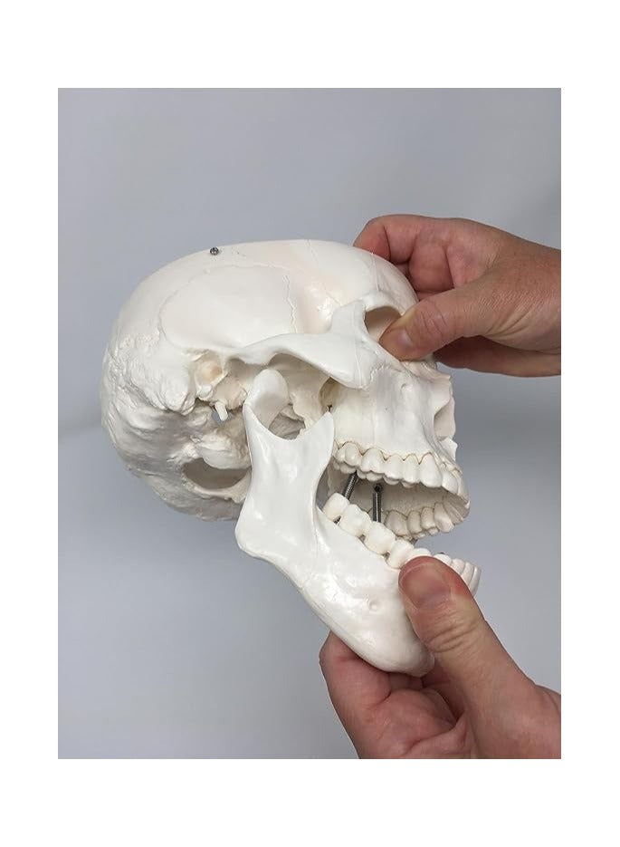 AKM Medical Anatomical Skull Model - 3 Parts - Life Sized Human Mold - Image 2
