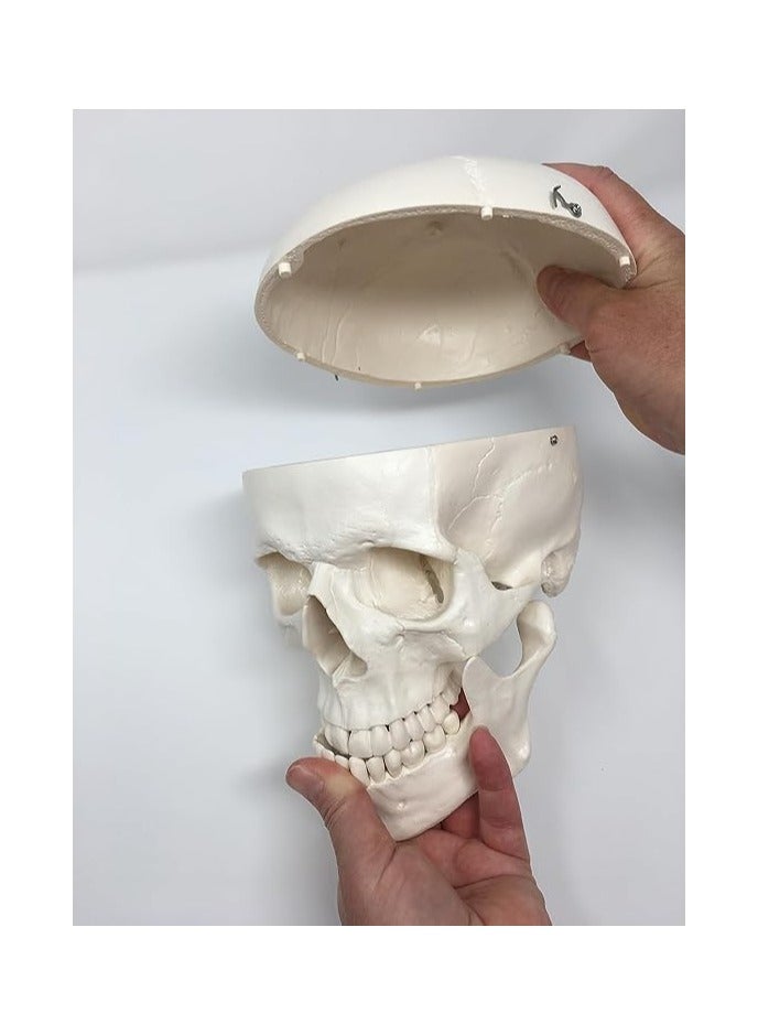 AKM Medical Anatomical Skull Model - 3 Parts - Life Sized Human Mold - Image 3