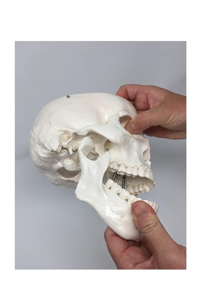 AKM Medical Anatomical Skull Model - 3 Parts - Life Sized Human Mold - Image 4