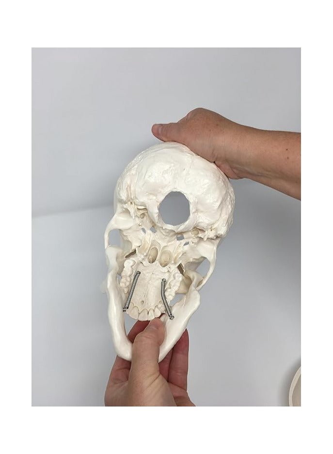 AKM Medical Anatomical Skull Model - 3 Parts - Life Sized Human Mold - Image 5