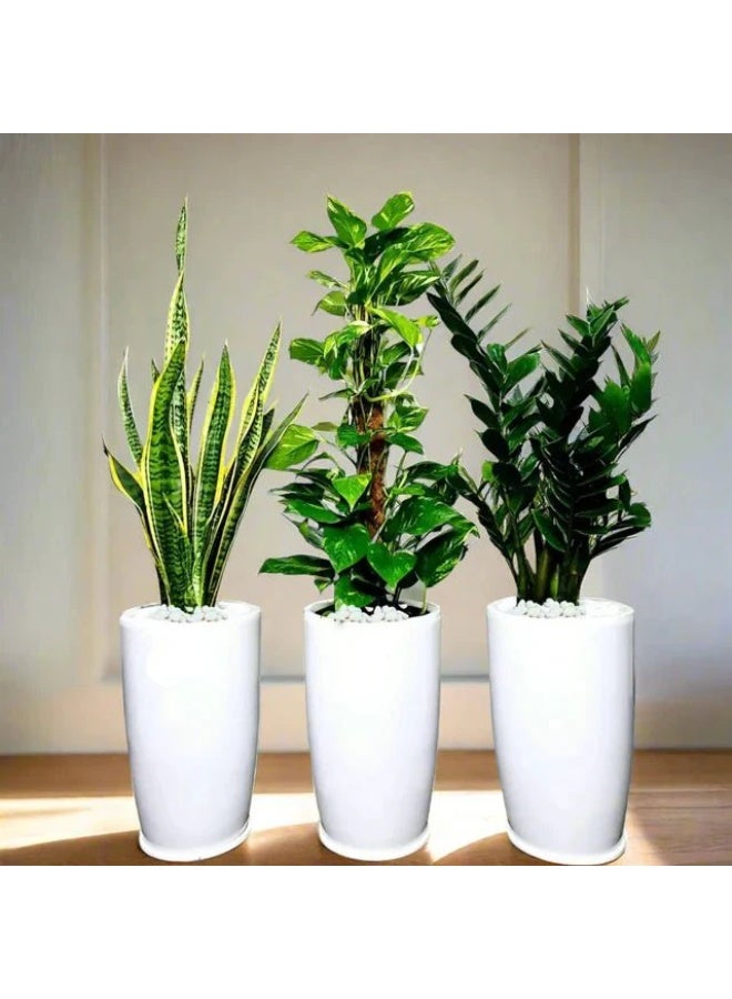 Air Purifying Plants Premium Bundle in White Decorative Pots Indoor Houseplants Gift Set for Home & Office Clean Air Plants, Low Maintenance Décor Friendly