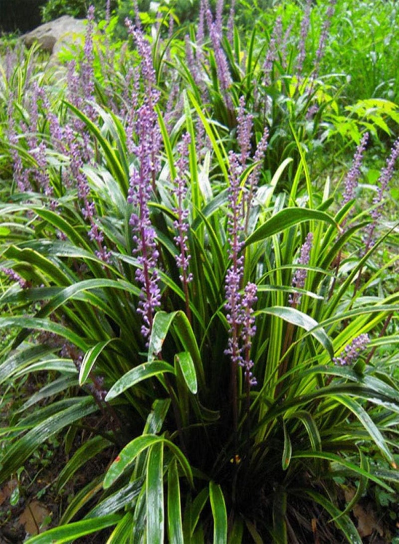 بذور زهور للشرفة/الحديقة، بذور Ophiopogon japonicus - وزن 1 غرام، نباتات زينة للحديقة والشرفة