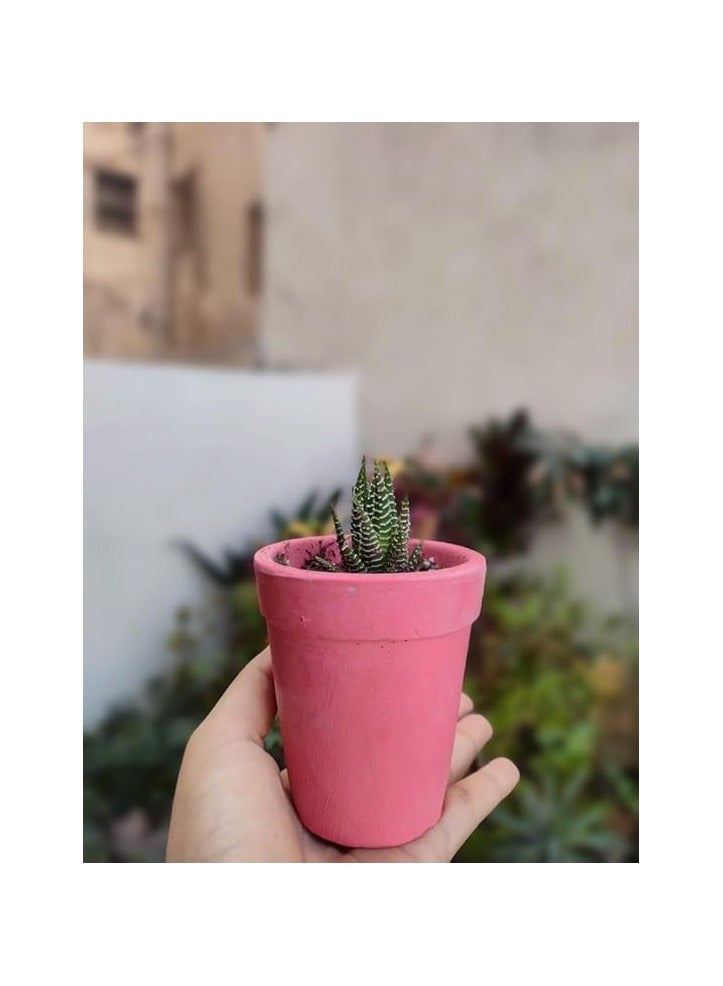 نبات عصاري في اصيص، اوراق خضراء، وعاء سيراميك بينك، 10 سم - Image 2