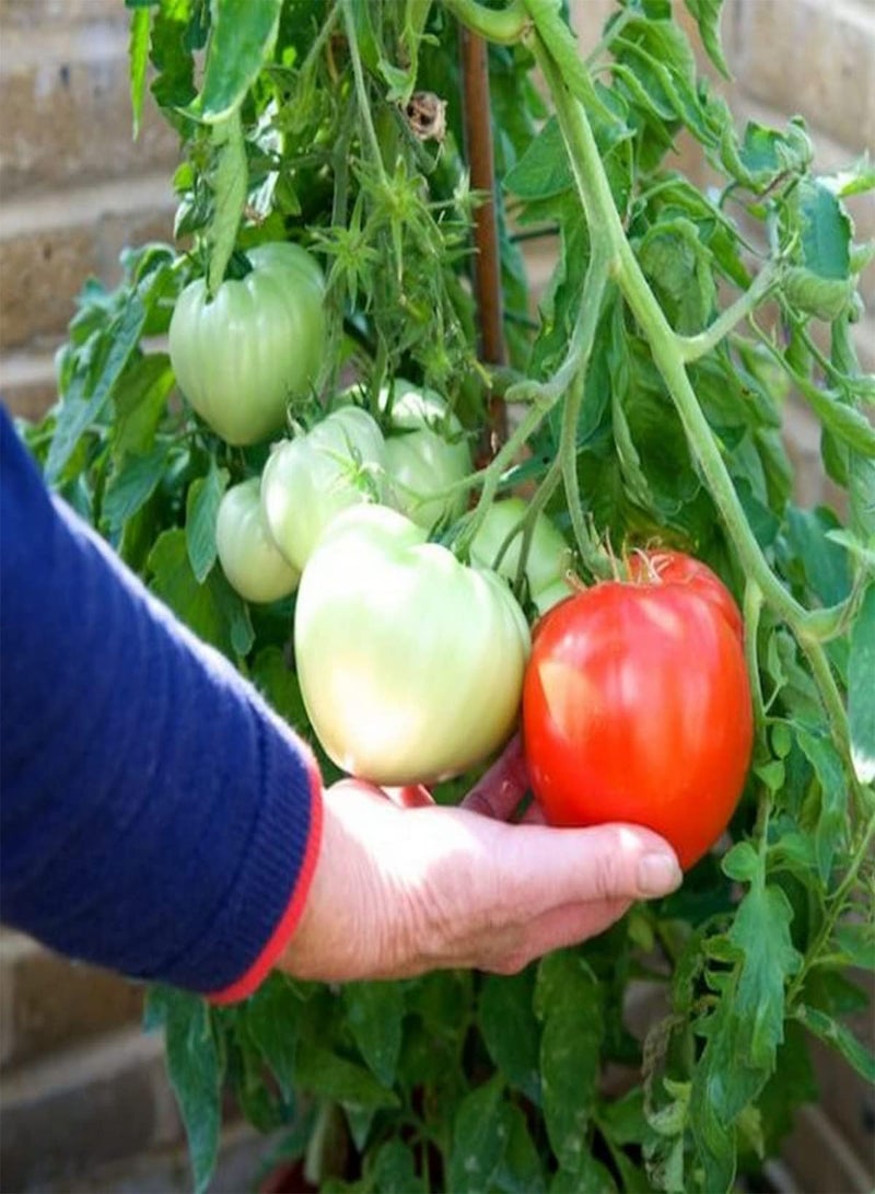 جي جوت بذور طماطم كريمسون كراش F1 - بذور خضراوات سولانوم ليكوبيرسيكوم، زراعة منزلية باستخدام مشعل ثقيل، 100 بذرة - Image 4