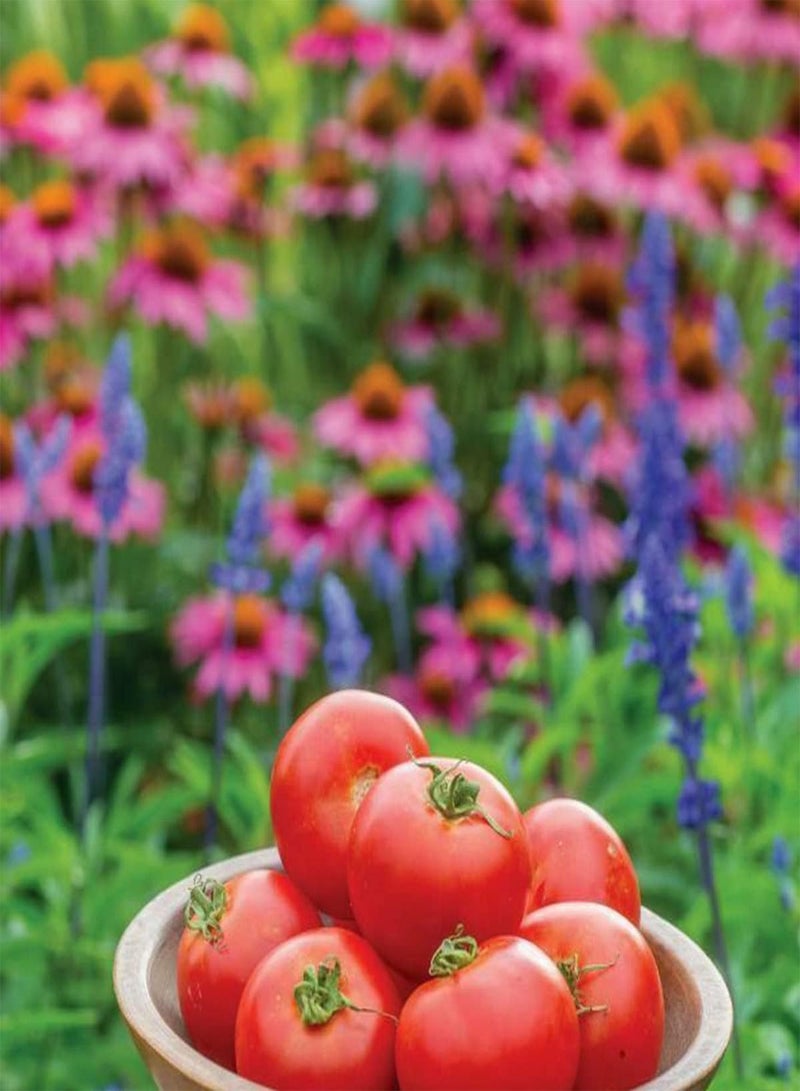 جي جوت بذور طماطم كريمسون كراش F1 - بذور خضراوات سولانوم ليكوبيرسيكوم، زراعة منزلية باستخدام مشعل ثقيل، 100 بذرة - Image 5