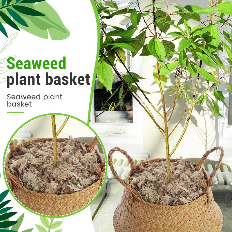 Knitgrip Large Wicker Plant Basket with Handle 10 Inch Woven Seagrass Belly Basket and Artificial Moss for House Plants Picnic Grocery Laundry Storage Home Decor(Large,Original,2 Pack) - Image 5