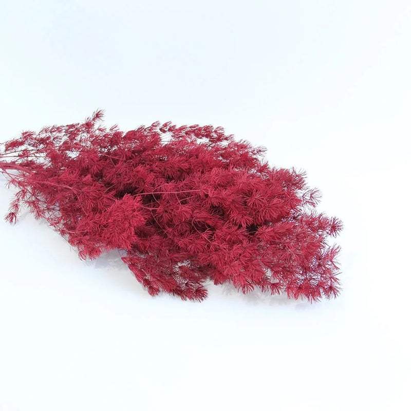 Bluejw Dried Asparagus Fern Bouquet - Natural Preserved Flowers, Ming Fern & Pine DIY Floral Arrangement Material for Home Decor & Crafts - Image 1