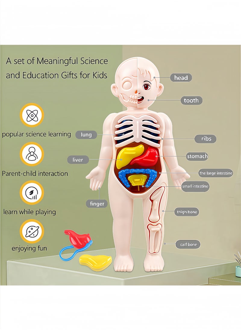 Peachjoy Human Body Model for Kids, 13Pcs Removable Human Torso Anatomy Model, Body Parts for Toddlers, Preschool Learning Toys, Age 4+, Medical Student Learning, School Education Display  - Image 3