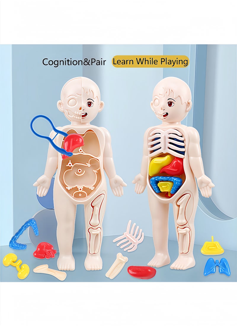 Peachjoy Human Body Model for Kids, 13Pcs Removable Human Torso Anatomy Model, Body Parts for Toddlers, Preschool Learning Toys, Age 4+, Medical Student Learning, School Education Display  - Image 4