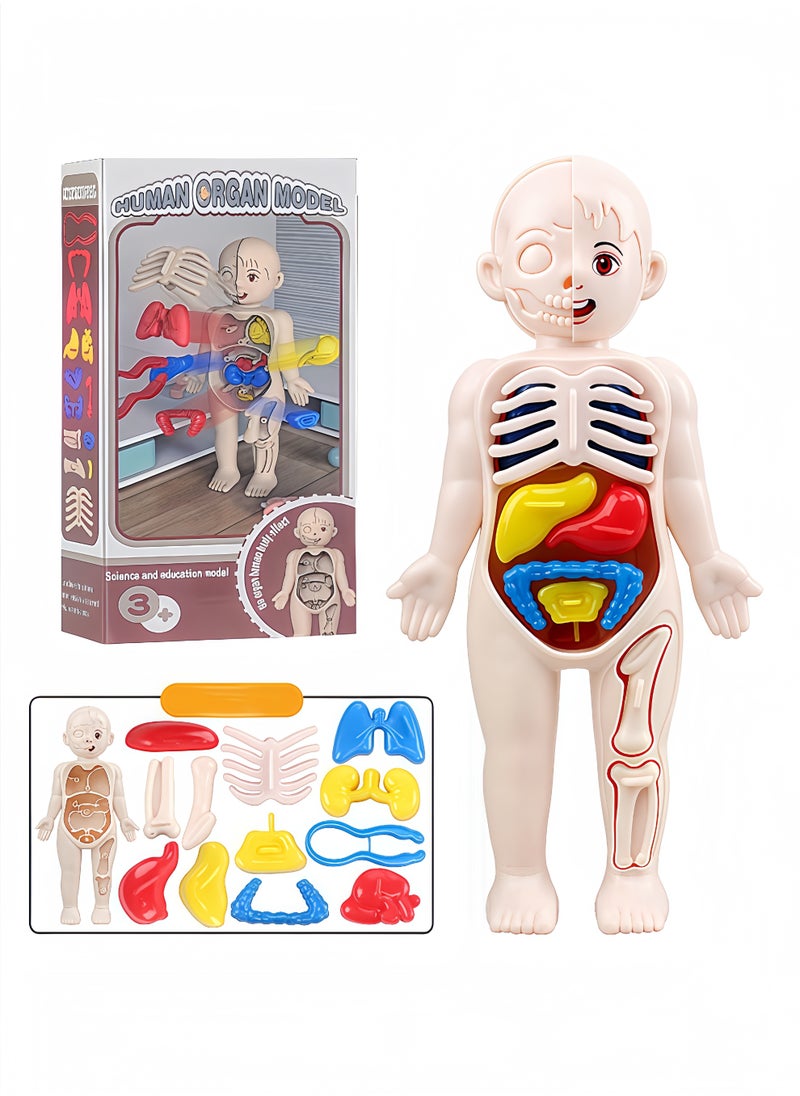 Peachjoy Human Body Model for Kids, 13Pcs Removable Human Torso Anatomy Model, Body Parts for Toddlers, Preschool Learning Toys, Age 4+, Medical Student Learning, School Education Display  - Image 1