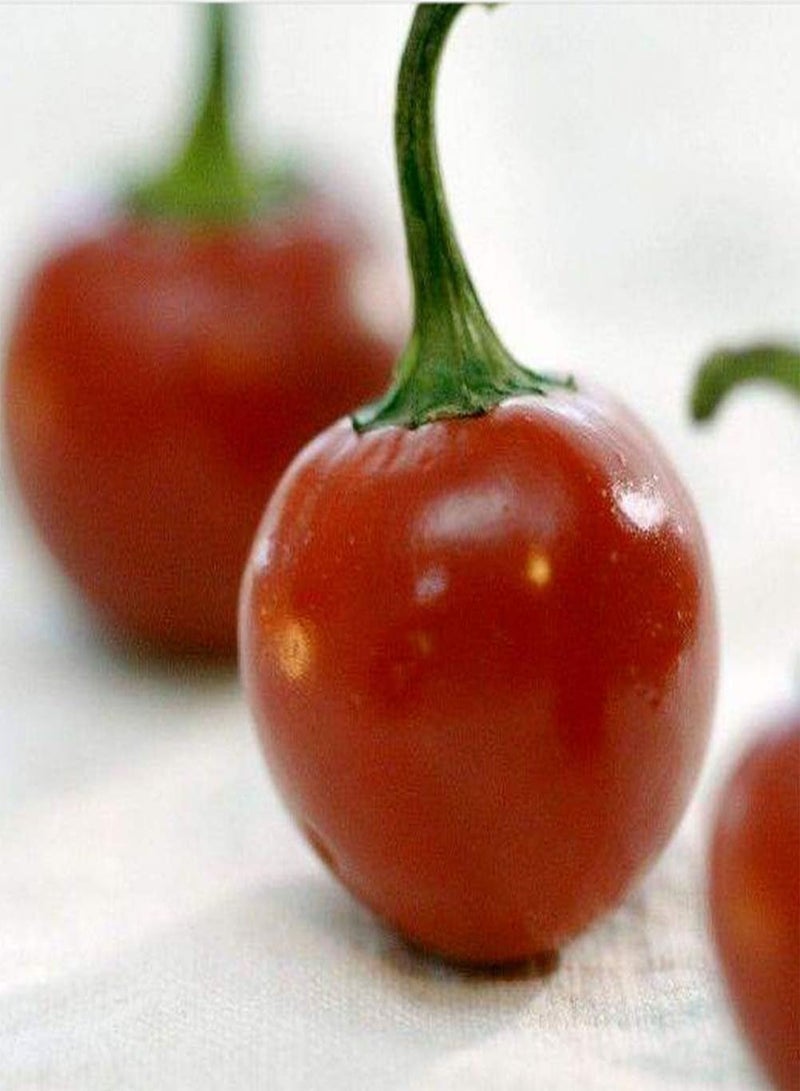 GGOOT 200pcs Pepper Seeds Green Vegetables Continuous Sowing Throughout The Year Can Be Harvested Continuously Garden DIY Decoration is Loved and Respected by Gardeners - Image 3