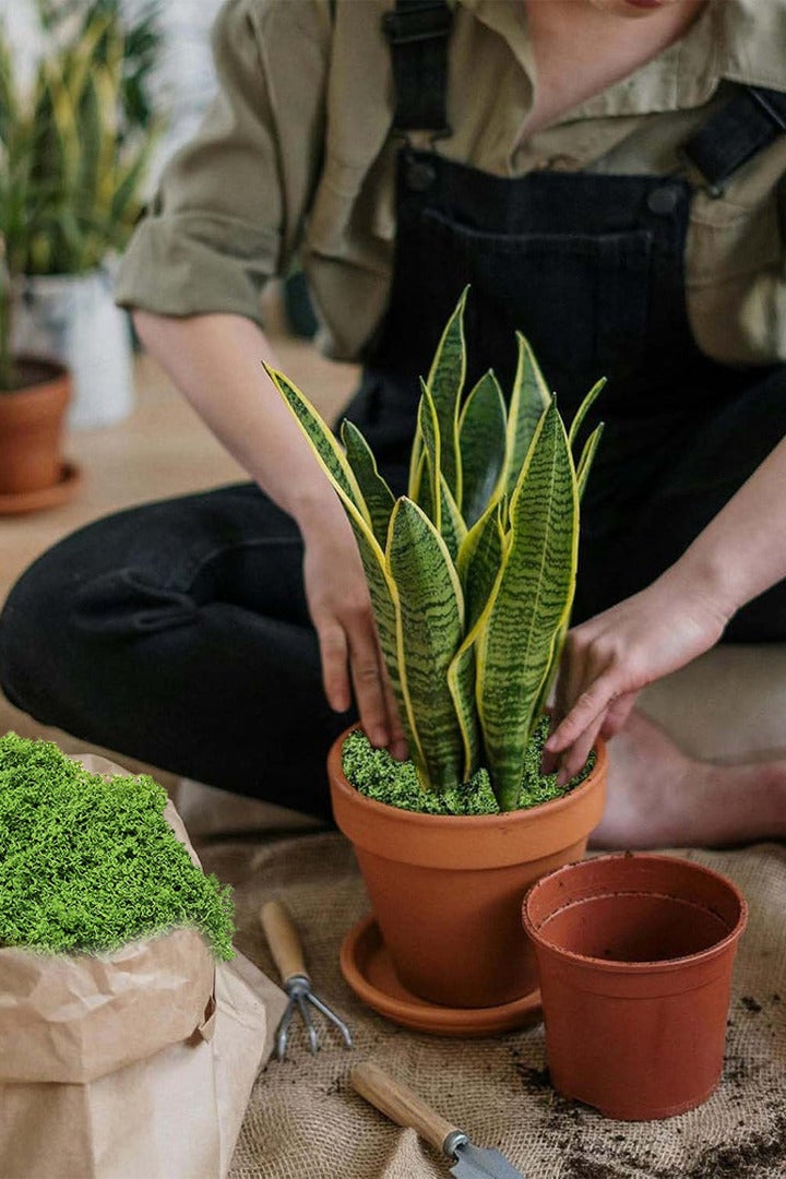 Generic Artificial Moss Grass Natural Fake Grass Faux Garden False Moss Decor for Centerpieces DIY Moss for Potted Plants Home Kitchen Garden Preserved Forest Perfectly Simulates （100g- Light Green）  - Image 3
