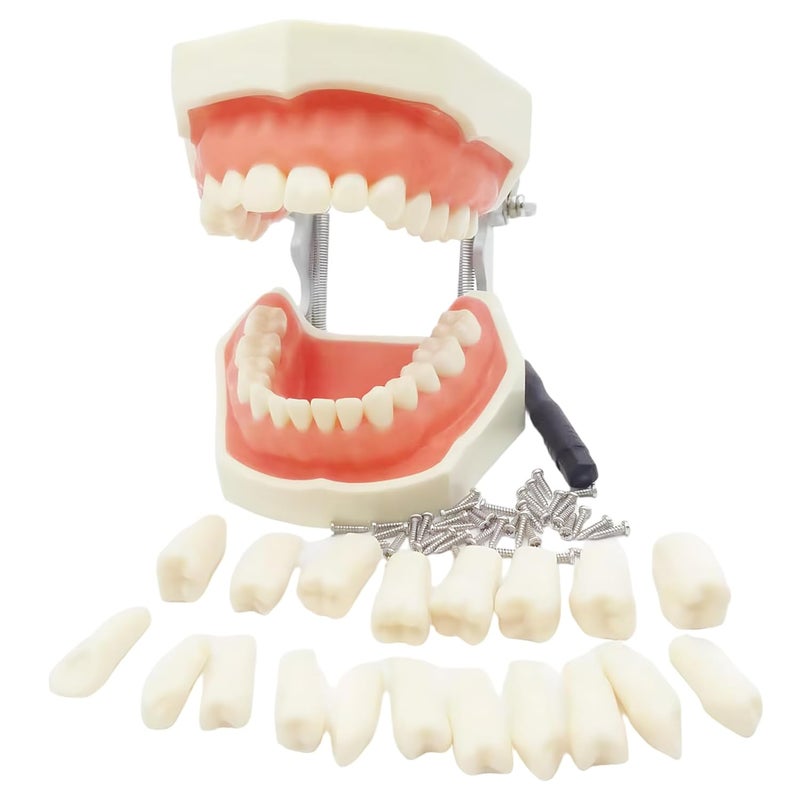 نموذج تعليمي أسنان قابل للإزالة تيبودونت لممارسة الطلاب - Image 2