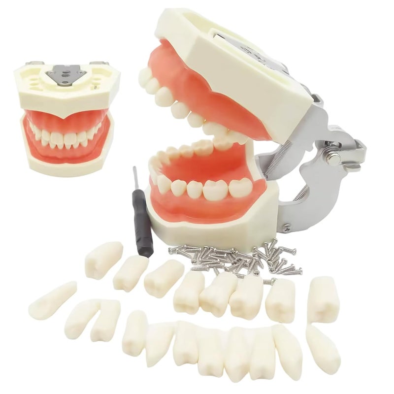 نموذج تعليمي أسنان قابل للإزالة تيبودونت لممارسة الطلاب - Image 5