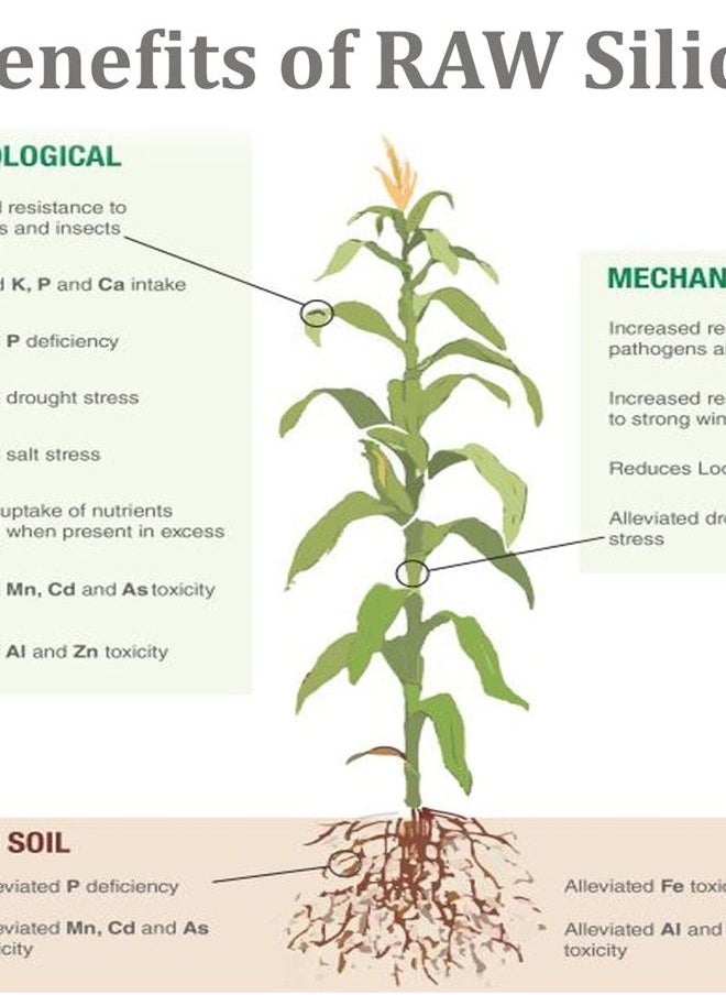 Silica for Strong Cell Walls and strengthening Stems Plant Feeding Supplement for Indoor Outdoor Use Hydroponics- 2 oz
