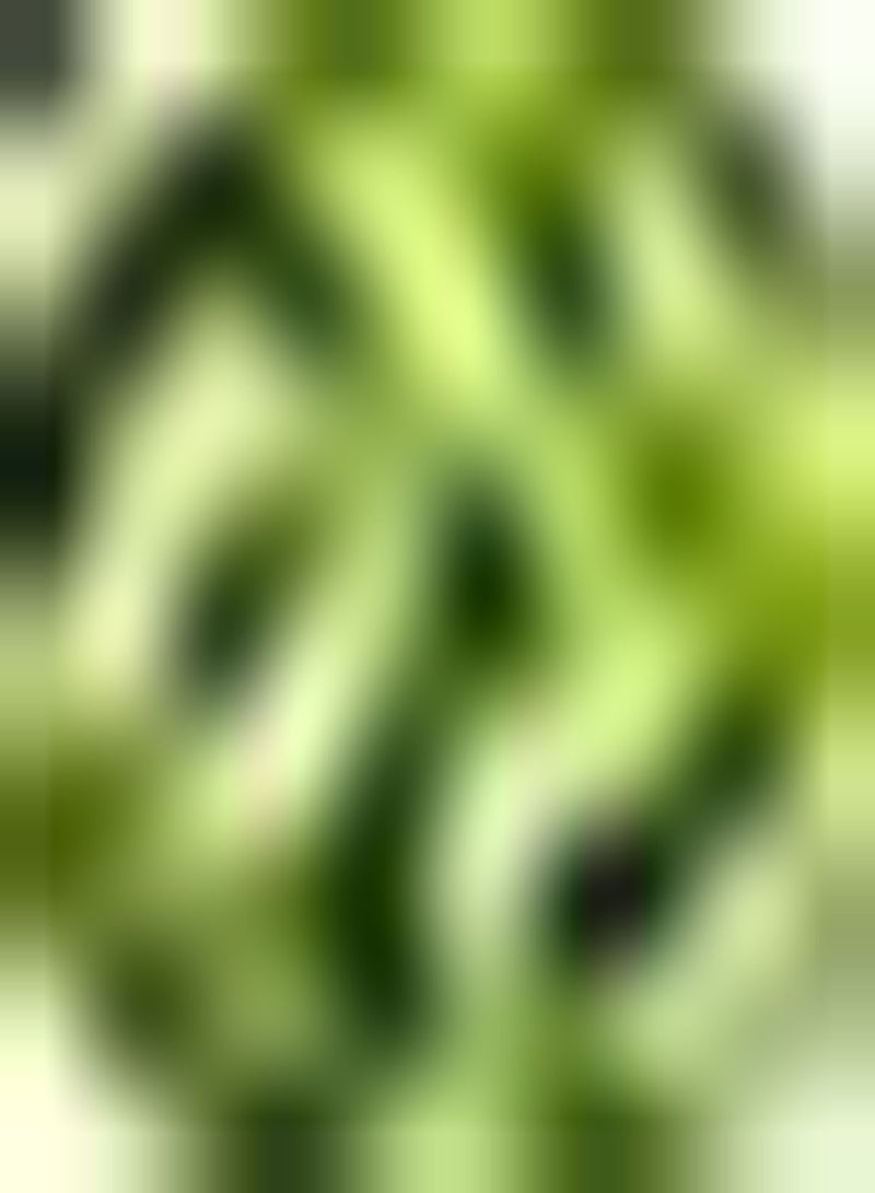 GGOOT 10pcs graines de laitue pur Naturel vert légumes Couleurs Vives décoration Cour Pour Jardin extérieur Ferme Plantation variété - Image 3