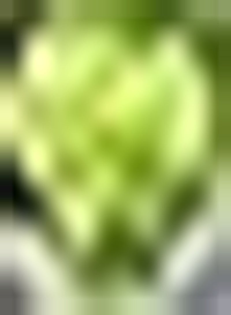 GGOOT 10pcs graines de laitue pur Naturel vert légumes Couleurs Vives décoration Cour Pour Jardin extérieur Ferme Plantation variété - Image 2