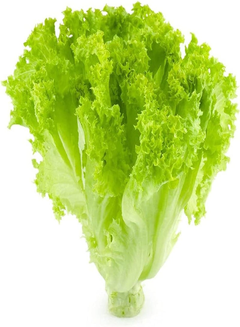 GGOOT 10pcs graines de laitue pur Naturel vert légumes Couleurs Vives décoration Cour Pour Jardin extérieur Ferme Plantation variété - Image 1