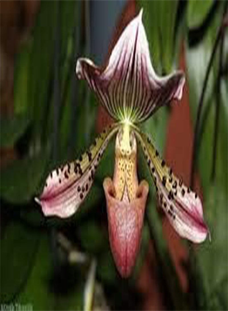 GGOOT 100 Lady Slipper Orchid Plant Seeds - Image 1