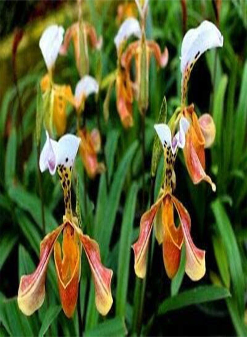 GGOOT 100 Lady Slipper Orchid Plant Seeds - Image 2