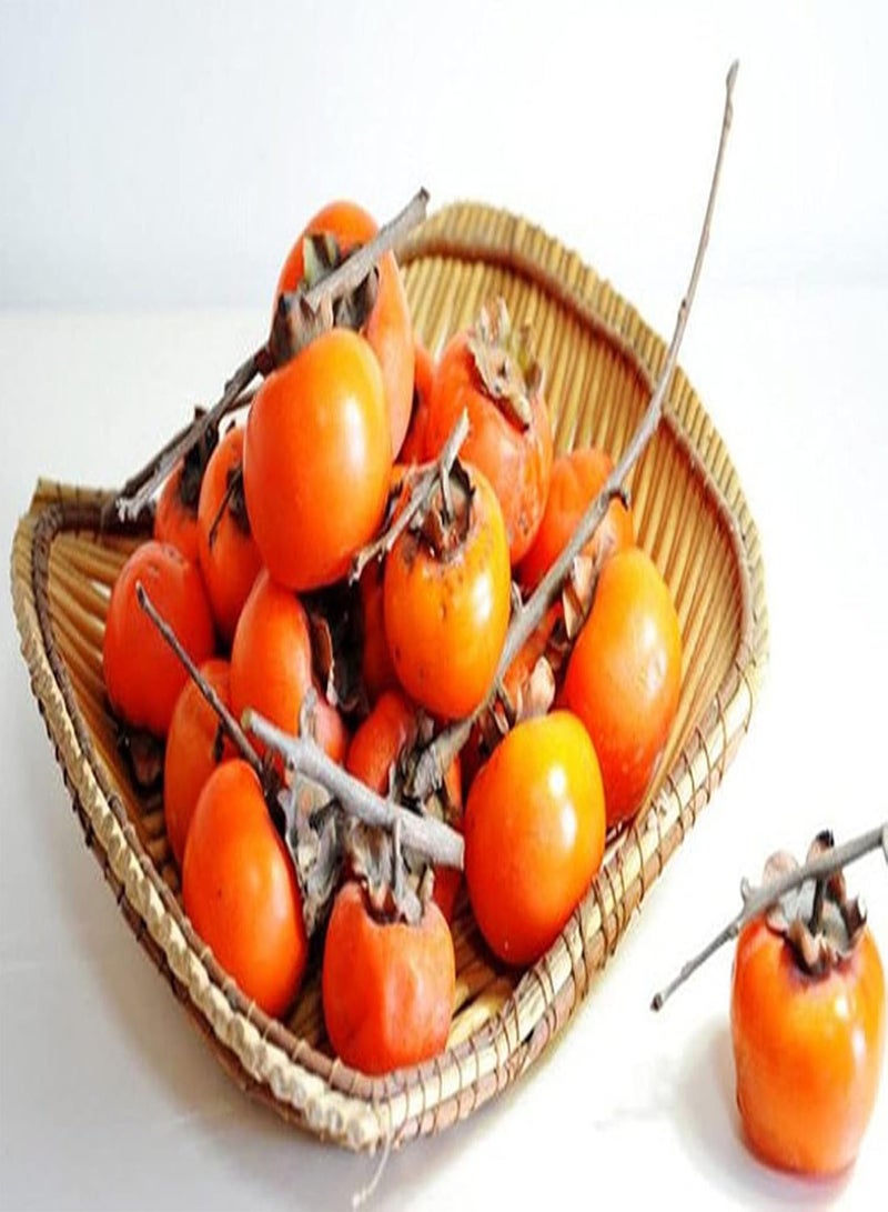 GGOOT 30pcs Heirloom Persimmon Seeds Grow Your Own Golden Round Sweet Juicy Fruit Easy to Care Unique Taste Loved by Many People - Image 2