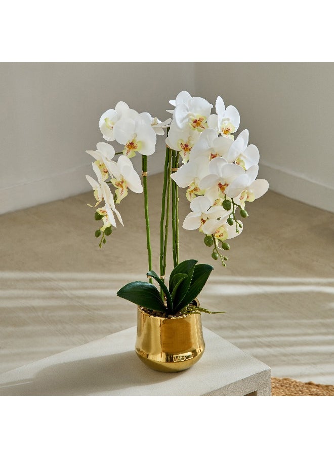 Home Box Areos Orchid Flower Arrangement with Ceramic Pot - 35x35x68 cm  - Image 1