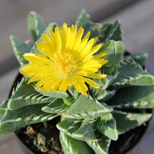 Altman Plants, Assorted Succulents Plants Live Houseplants (4PK), Succulent Plants Home Office Plants Live Indoor Plants, Live Plants Indoor House Plants, Easy Care Plants, Desk Plants, Kitchen Plants - Image 4