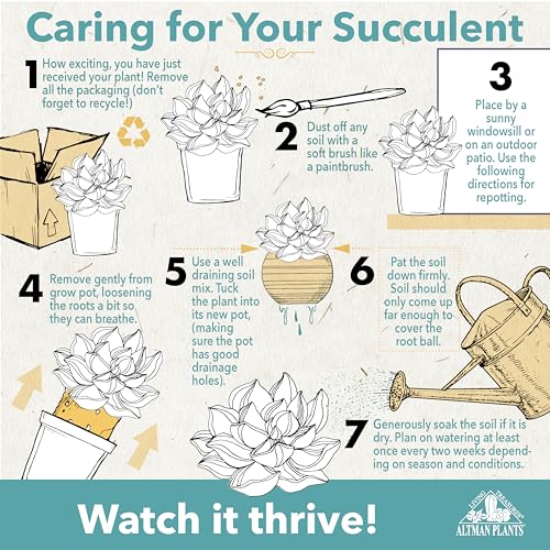 Altman Plants, Assorted Succulents Plants Live Houseplants (4PK), Succulent Plants Home Office Plants Live Indoor Plants, Live Plants Indoor House Plants, Easy Care Plants, Desk Plants, Kitchen Plants - Image 3