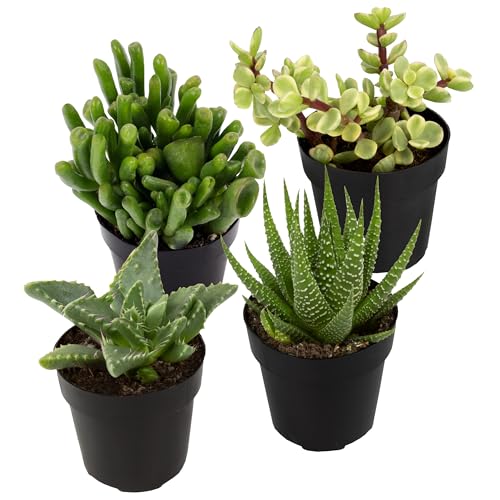 Altman Plants, Assorted Succulents Plants Live Houseplants (4PK), Succulent Plants Home Office Plants Live Indoor Plants, Live Plants Indoor House Plants, Easy Care Plants, Desk Plants, Kitchen Plants - Image 1