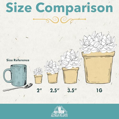 Altman Plants, Assorted Succulents Plants Live Houseplants (4PK), Succulent Plants Home Office Plants Live Indoor Plants, Live Plants Indoor House Plants, Easy Care Plants, Desk Plants, Kitchen Plants - Image 2