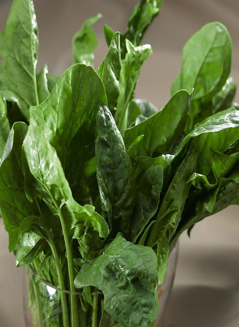 جي جوت 300 قطعة من بذور السبانخ اللذيذة ذات القدرة العالية على التكيف مع التربة وبذور الخضروات الطبيعية اللذيذة من Farm Supplies Seeds - Image 5