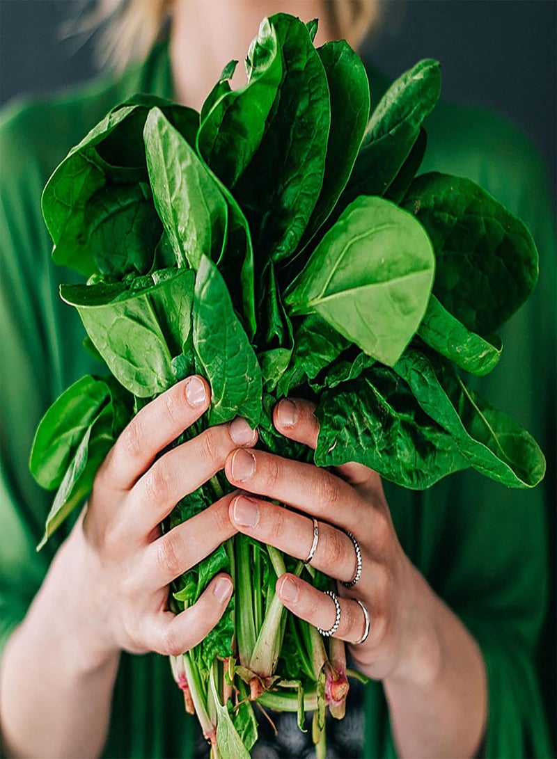 جي جوت 300 قطعة من بذور السبانخ اللذيذة ذات القدرة العالية على التكيف مع التربة وبذور الخضروات الطبيعية اللذيذة من Farm Supplies Seeds - Image 4