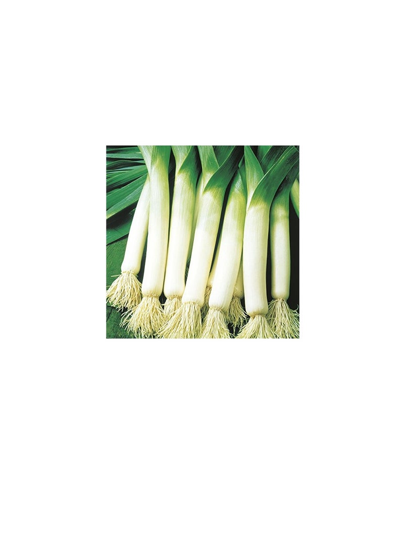 ماركة غير محددة بذور الكراث صنع في إيطاليا  - Image 3