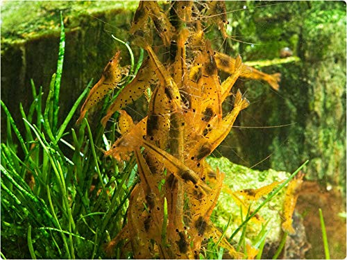 GlasGarten Shrimp Lollies - 4in1 Power Shrimp Food - Image 4