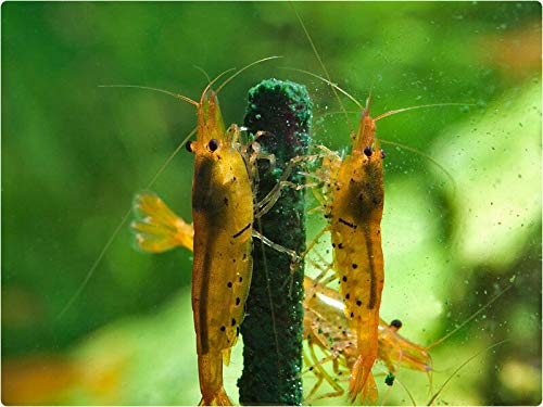 GlasGarten Shrimp Lollies - 4in1 Power Shrimp Food - Image 5