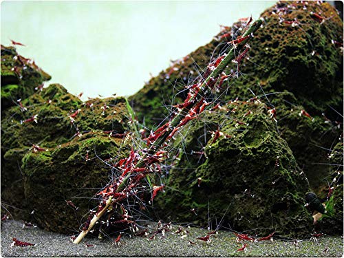 GlasGarten Shrimp Lollies - 4in1 Power Shrimp Food - Image 2