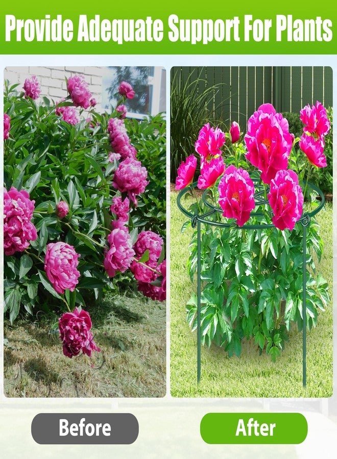 MJZ 8 Pack Peony Cages and Supports, 11.5" Dx16 H Plant Supports for Outdoor Plants, Heavy Duty Metal Peony Support Cage Flower Support Rings, Plant Support Ring for Rose Tomato Hydrangea Strawberry - Image 4