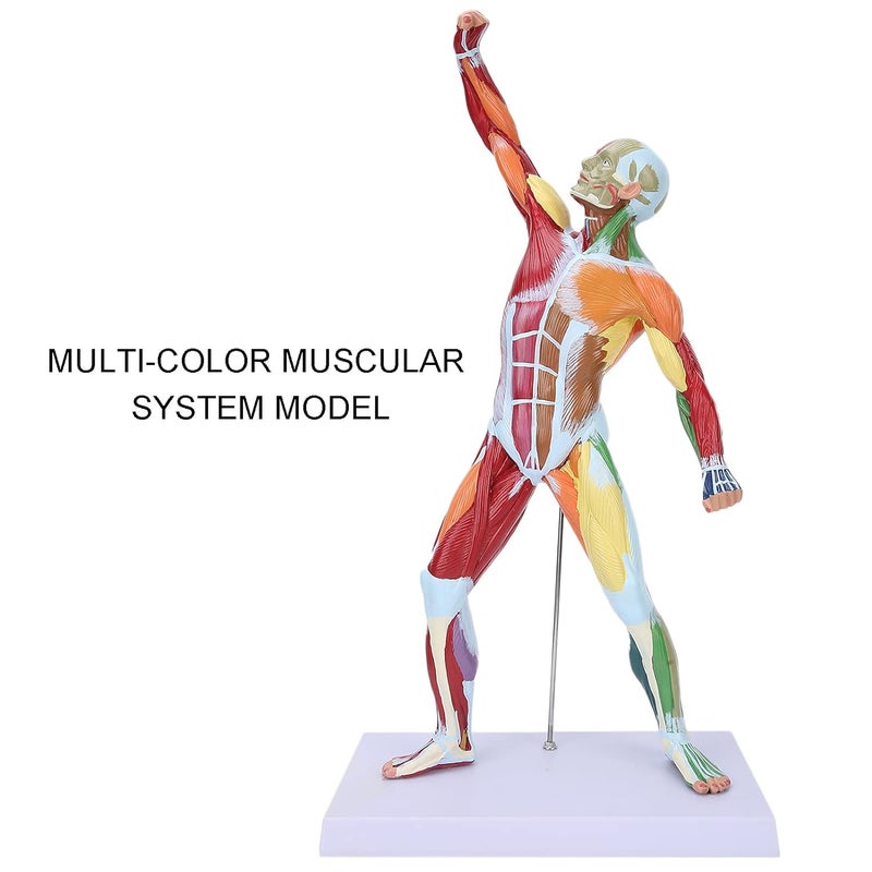 كلاراكو نموذج مصغر متعدد الألوان لجهاز عضلي من كلاركو، 50 سم، نموذج لعضلات الإنسان، نموذج لبنية عضلات الجسم، لدراسة الرسم الفني والتدريس - Image 4