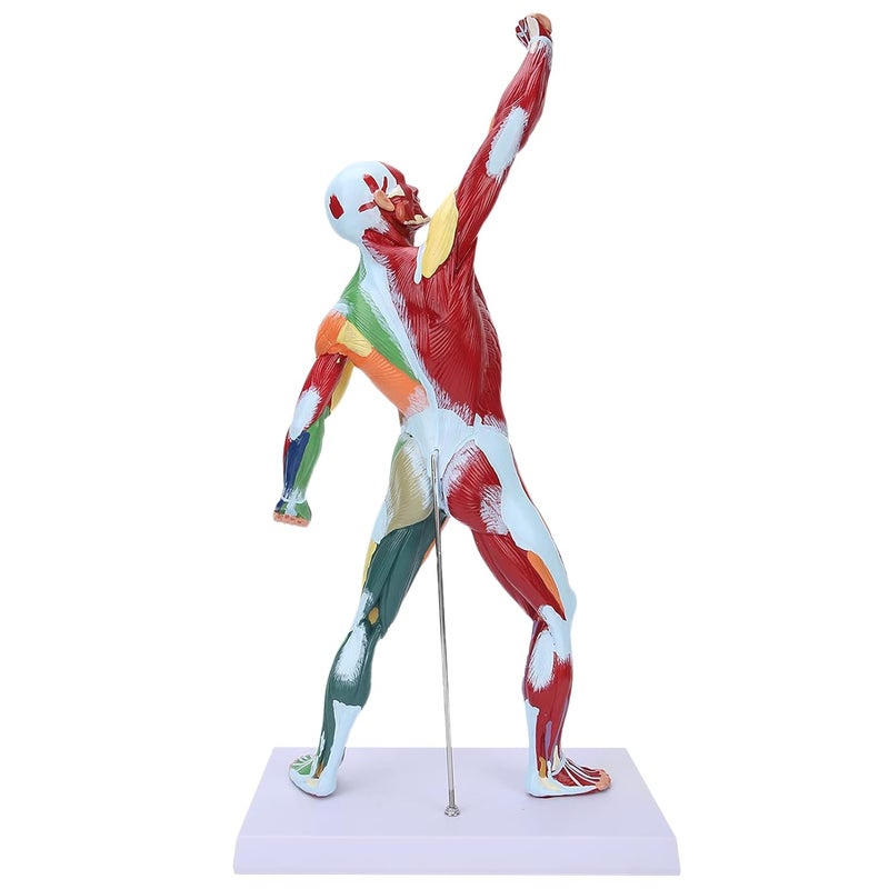 كلاراكو نموذج مصغر متعدد الألوان لجهاز عضلي من كلاركو، 50 سم، نموذج لعضلات الإنسان، نموذج لبنية عضلات الجسم، لدراسة الرسم الفني والتدريس - Image 3