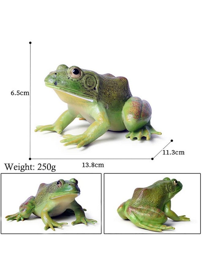 DOYIFUN Simulated Tree Frog Model Figure Toy, Realistic Bullfrog Figurines Collection Playset Science Educational Props - Image 3