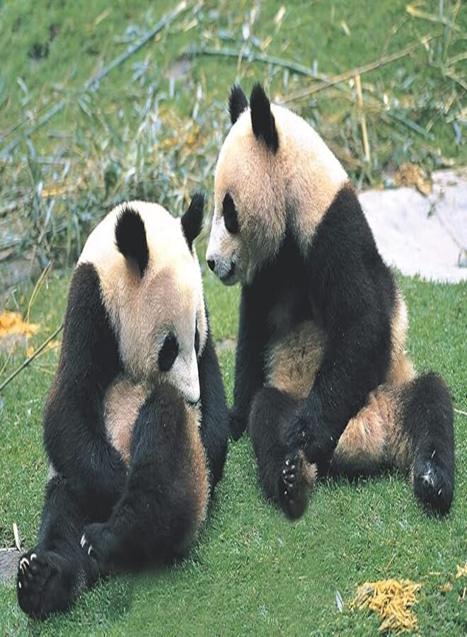Tomax Pandas 500pcs puzzle