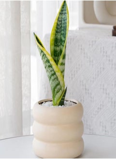 GGOOT Live Snake Plant - Sansevieria Superba Trifasciata - Real Indoor Clean Air Plant- Home Decor Hardy and Adaptable Low Maintenance House Plant Water Planting- No Pot (2) 