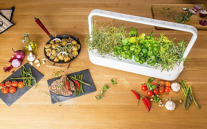 CLICK AND GROW أقراص نبات الطماطم الصغيرة من كليك آند جرو، عبوة 3 قطع - Image 4