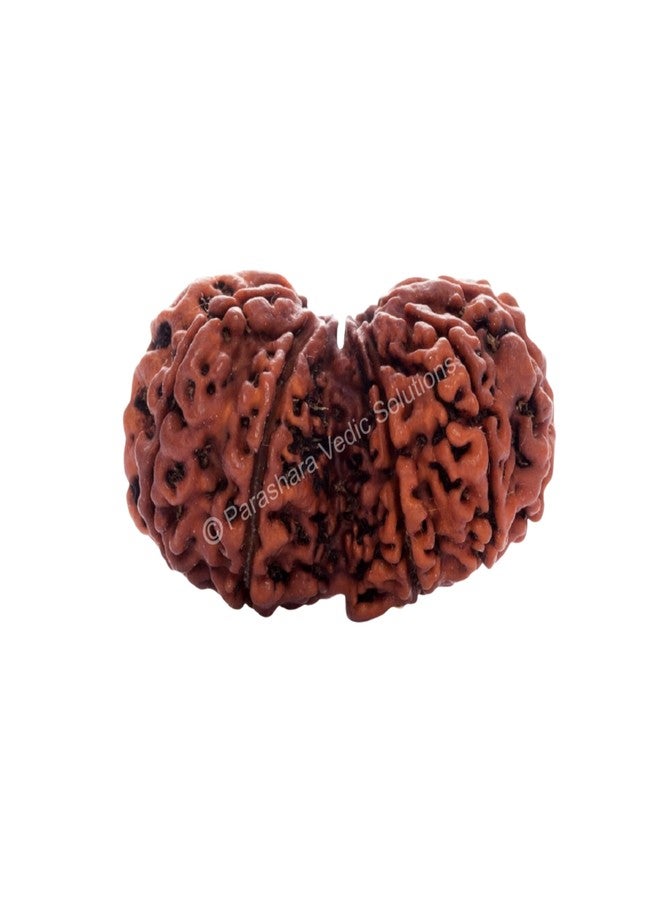 ARKAM Gauri Shankar Rudraksha Certified/Original Nepali Gauri Shankar Rudraksh/Natural Gauri Shankar Rudraksha (Brown) with Certificate and Puja Instructions - Image 1