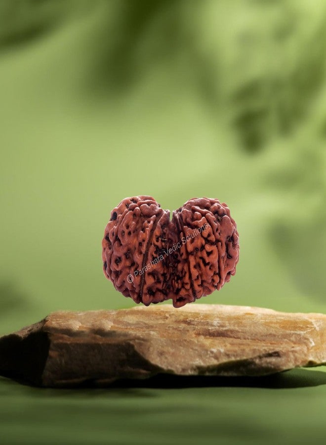 ARKAM Gauri Shankar Rudraksha Certified/Original Nepali Gauri Shankar Rudraksh/Natural Gauri Shankar Rudraksha (Brown) with Certificate and Puja Instructions - Image 4