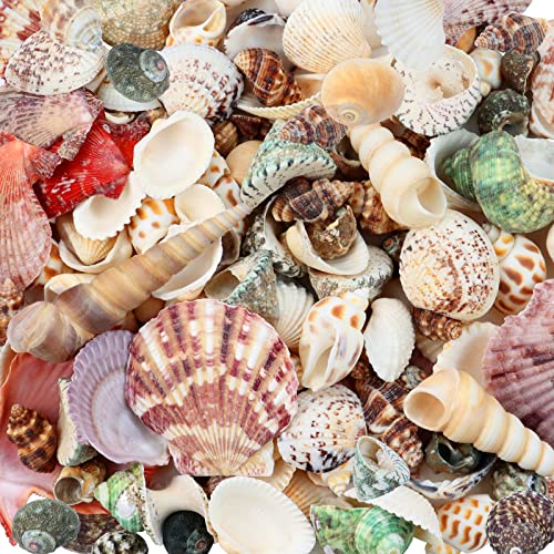 WEOXPR 200 Pcs Sea Shells Bulk Mixed Ocean Beach Seashells for Kids, Various Sizes Natural Sea Shell for Crafts, Home Decorations, Beach Theme Party, Wedding Decor, DIY Crafts, Crafting Shells - Image 1