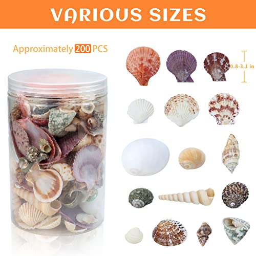 WEOXPR 200 Pcs Sea Shells Bulk Mixed Ocean Beach Seashells for Kids, Various Sizes Natural Sea Shell for Crafts, Home Decorations, Beach Theme Party, Wedding Decor, DIY Crafts, Crafting Shells - Image 2