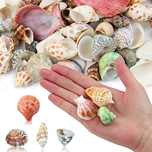 WEOXPR 200 Pcs Sea Shells Bulk Mixed Ocean Beach Seashells for Kids, Various Sizes Natural Sea Shell for Crafts, Home Decorations, Beach Theme Party, Wedding Decor, DIY Crafts, Crafting Shells - Image 4