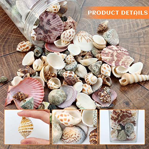 WEOXPR 200 Pcs Sea Shells Bulk Mixed Ocean Beach Seashells for Kids, Various Sizes Natural Sea Shell for Crafts, Home Decorations, Beach Theme Party, Wedding Decor, DIY Crafts, Crafting Shells - Image 3