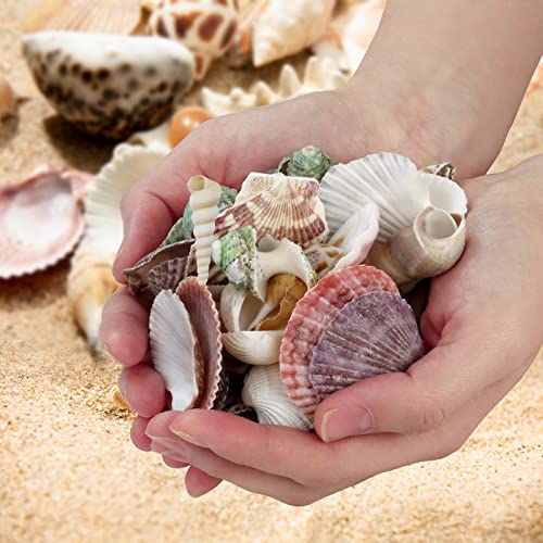 WEOXPR 200 Pcs Sea Shells Bulk Mixed Ocean Beach Seashells for Kids, Various Sizes Natural Sea Shell for Crafts, Home Decorations, Beach Theme Party, Wedding Decor, DIY Crafts, Crafting Shells - Image 5